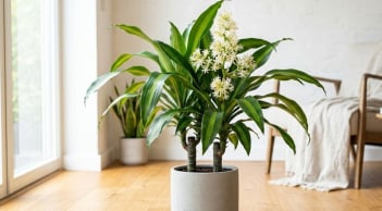 2 hướng tốt nhất trồng cây thiết mộc lan giúp hút tài lộc vào nhà