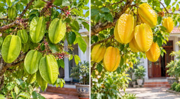 Trồng cây khế chua hay khế ngọt trước nhà mang ý nghĩa phong thủy tốt hơn?