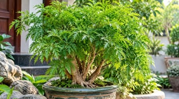 3 tuổi con giáp trồng cây đinh lăng phong thủy được cho là vượng khí vượng lộc