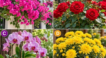 Hãy chọn 1 cây hoa mà bạn thích nhất, tiết lộ Phúc Lộc cuối năm