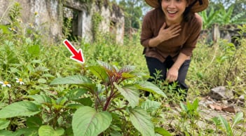 3 loại rau bồi bổ khí huyết cho phụ nữ