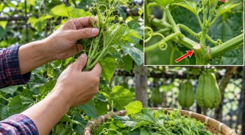 Cách trồng su su ra ngọn tua tủa, mập đều