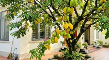 Có 1 tin vui đặc biệt cho những nhà đang trồng khế, nhất là cây đã trồng lâu năm