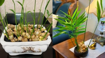 Trồng gừng phong thủy: Nên trồng trong đất hay trồng thủy sinh?