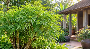 Vì sao người xưa thường trồng đinh lăng trong vườn nhà?