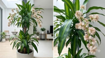 Cách trồng cây thiết mộc lan ra hoa, gia chủ nên lưu ý những gì?
