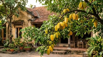 Mệnh nào trồng cây Khế tốt nhất theo phong thủy?