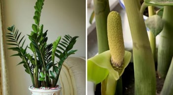 Cách trồng cây Kim Tiền trong chậu mầm lên tua tủa, nhanh ra hoa