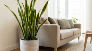Năm sinh nào hợp trồng cây lưỡi hổ nhất?