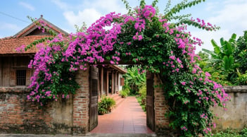 4 loại cây nên trồng trước nhà: vừa làm đẹp không gian, vừa mang ý nghĩa may mắn