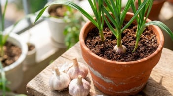 Cách trồng tỏi nhanh lớn, củ căng tròn