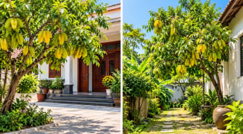 Trồng cây khế phong thủy nên để sau nhà hay trước nhà sẽ vượng khí hơn?