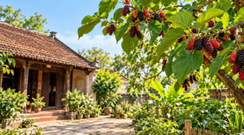 Vì sao người xưa kiêng trồng dâu tằm trước nhà nhưng lại thích trồng phía sau?