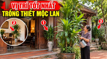 2 vị trí đặt cây Thiết Mộc Lan xoá tan nghèo khổ