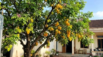 4 vị trí trồng cây khế hút tài lộc vào nhà