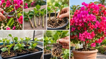 Cách trồng hoa giấy bằng cành: Làm đúng 5 bước này, cây nhanh ra rễ, lớn khỏe, sớm bung hoa