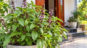 Trồng cây húng quế tại nhà, tin vui tới