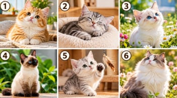 Chọn 1 chú mèo cưng bạn thích nhất