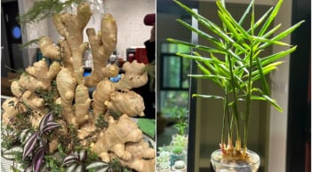 Tại sao nhiều người thích trồng gừng phong thủy trong nhà?