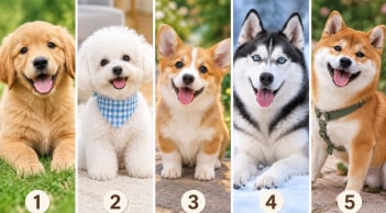 Bạn thấy chú chó cưng nào đáng yêu nhất?