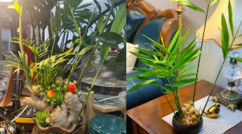 Cách trồng gừng thủy sinh hút tài lộc cho dân công sở