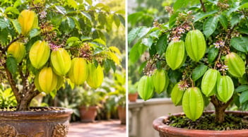 Nên chọn khế chua hay khế ngọt khi trồng trong chậu phong thủy?