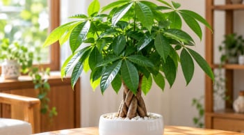 Trồng cây kim ngân tốt phong thủy cho người tuổi nào?