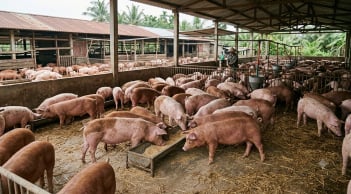 Giá heo hơi hôm nay 15/10: Tiếp tục giảm, nhiều nơi chạm mốc 50.000 đồng/kg