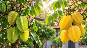 Cây khế chua hay ngọt mang ý nghĩa phong thủy tốt hơn?