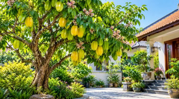 Nên trồng cây khế ở vị trí nào?