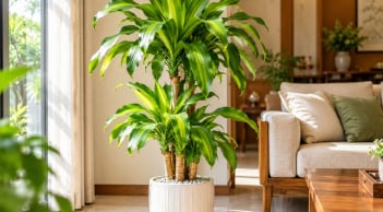 Tuổi con giáp phù hợp khi trồng cây cảnh thiết mộc lan