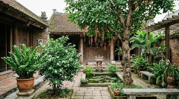 3 loại cây trồng trước cửa nhà dễ phất, 1 loại cần nhổ bỏ ngay