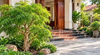  Trồng cây đinh lăng ở vị trí này: Sinh khí vào nhà vừa là cây cảnh phong thủy vừa dùng được hàng ngày