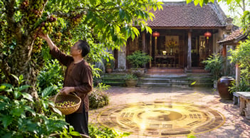 3 vị trí tốt nhất trồng cây sung, gia chủ hưởng vận may tiền tài