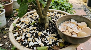 Cách làm phân bón từ vỏ trứng