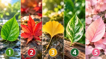 Chọn 1 chiếc lá để xem vận khí xung quanh bạn đang thế nào?
