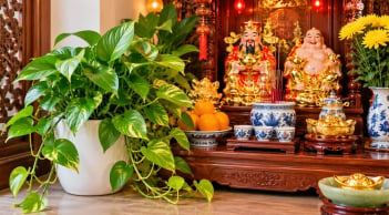 Có nên trồng cây trầu bà ở ban thờ Thần Tài?