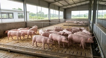 Giá heo hơi hôm nay 19/10: Ba miền đồng loạt đi ngang, thấp nhất 50.000 đồng/kg