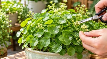 Tại sao nhiều người trồng cỏ đô la phong thủy đến khi ra hoa lại cắt bỏ?