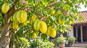 Trồng cây khế thích hợp cho mệnh nào?