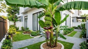 Vị trí trồng cây chuối hút tài lộc vào nhà