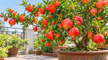 Cách trồng cây lựu trong chậu cho hoa đỏ đẹp, quả ngon trĩu cành, vừa làm cảnh vừa tốt phong thủy