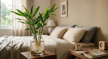 Mẹo trồng gừng thủy sinh nhanh nảy mầm, xanh tươi quanh năm