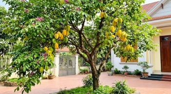 Trồng cây khế nên tránh 3 vị trí này là cản lộc, nhiều nhà không biết