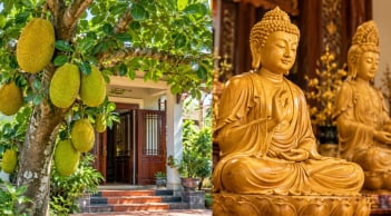 Vì sao người xưa kiêng trồng cây mít trước nhà nhưng lại rất thích gỗ mít làm tượng thờ?