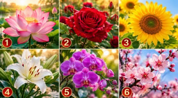 Chọn 1 bông hoa để xem mệnh của bạn giàu có cỡ nào
