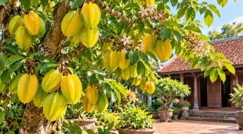Trồng cây khế phong thủy tốt cho con giáp nào?