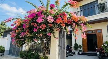 Trồng hoa giấy phong thủy ở vị trí nào để hút lộc vào nhà?