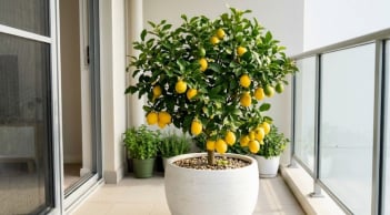 Cách trồng cây chanh vàng nhanh lớn, sai trĩu quả
