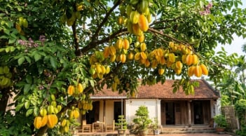 Cách trồng cây khế sai quả: Làm đúng 6 việc này
